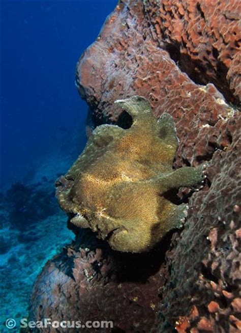 Frogfish – image gallery | marine species information | diving photos ...