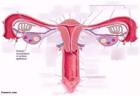 Female Pelvic Viscera Diagram Quizlet