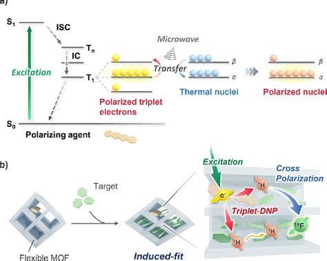 Figure 1 From Triplet Dynamic Nuclear Polarization Of Guest Molecules