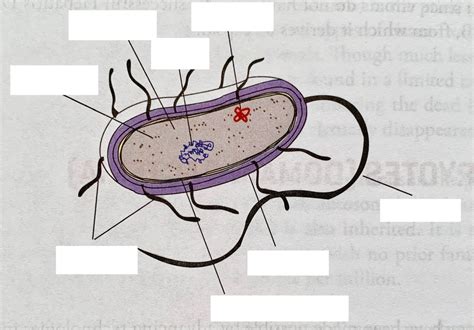 Parts Of A Bacterium Diagram Quizlet