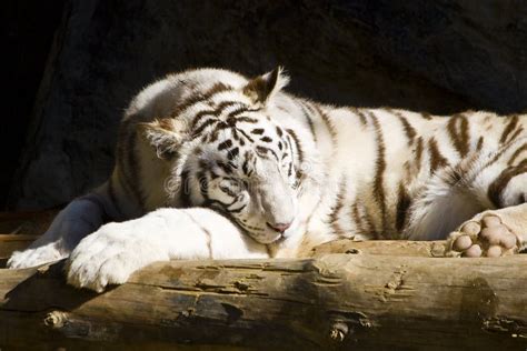 3,409 Tiger Sleeping Stock Photos - Free & Royalty-Free Stock Photos ...