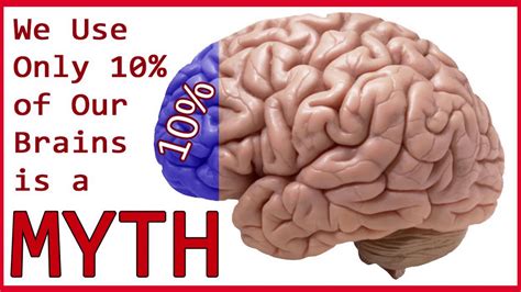 How Much Percent Of Brain We Use Youtube