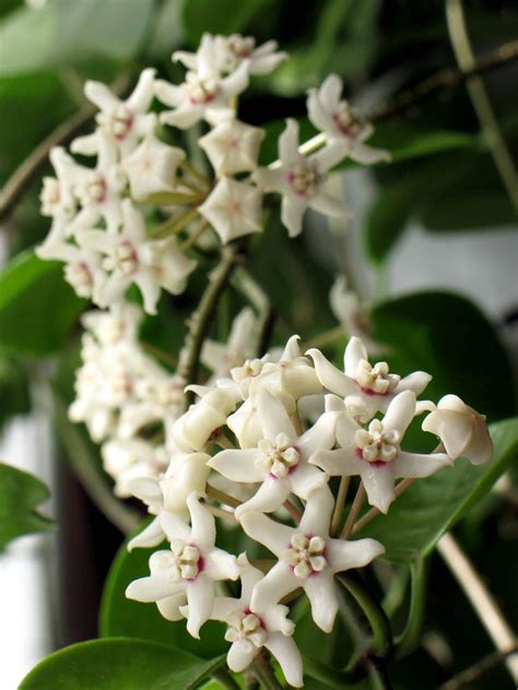 Hoya : planter et cultiver – Ooreka