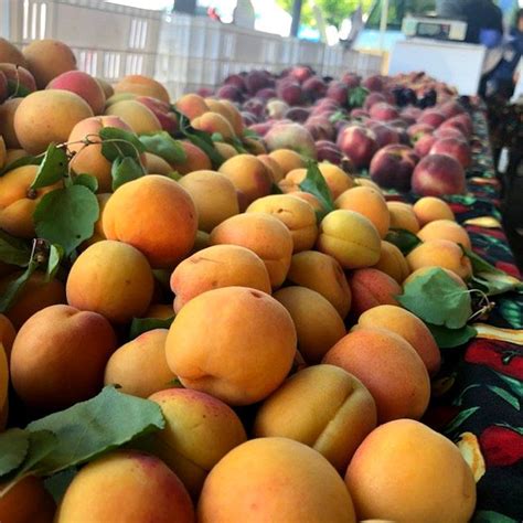 Farmer Feature Dhillon Farm Is Back With Stone Fruit Chico Certified Farmers Market