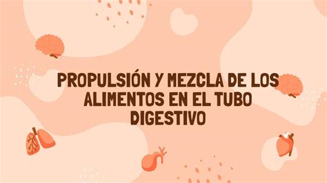 Propulsi N Y Mezcla De Los Alimentos En El Tubo Digestivo Maria