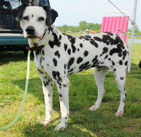 Mandy Is A Dalmatian Who Is Looking For A Home In Chesapeake Va