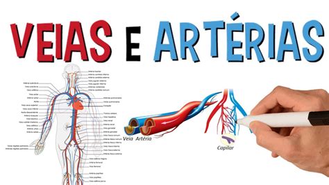 Qual A Diferença Entre Artérias E Veias