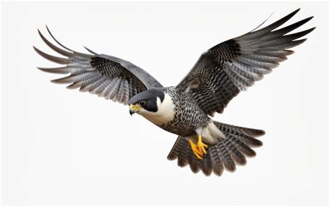 Flying Beautiful Peregrine Falcon Isolated On White Background