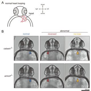 Figure Supplement Comparison Of Oad Dc Structures In Vertebrates And