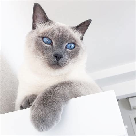 Types Of Siamese Cats Blue Point Too Tough Diary Ajax