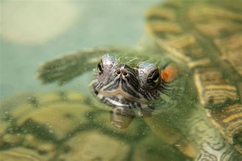 Comment Bien S Occuper D Une Tortue D Eau