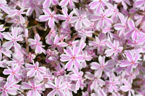 10 Ground Cover Plants That Choke Out Weeds