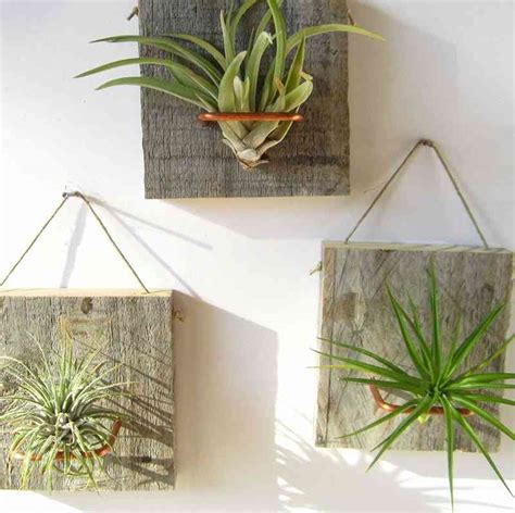 Ideas Para Decorar Tu Casa Con Plantas De Aire