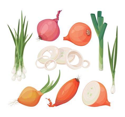 Premium Vector Onion Shallot Leek Vector Icon Set Bundle Of