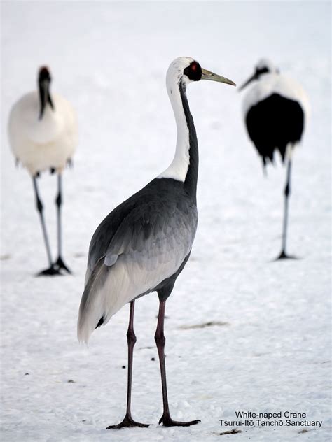 White Naped Crane White Naped Crane Tsurui It Tanch Sanc Peter