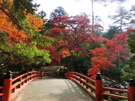 宮島・紅葉谷公園の紅葉画像3枚目 ｜紅葉名所2024