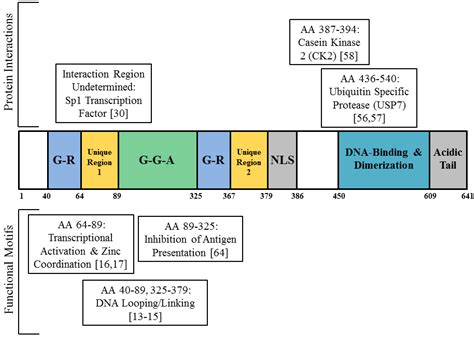 Viruses Free Full Text Potential Cellular Functions Of Epstein Barr Nuclear Antigen 1 Ebna1