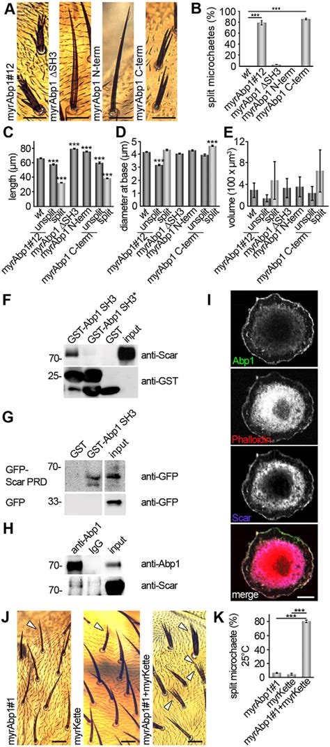 The Abp1 Induced Split Bristle Phenotype Is Dependent On The Abp1 Sh3