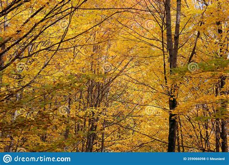 North America Fall Landscape Eastern Townships Bromont Stock Photo