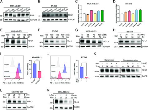 D Mannose Down Regulates PD L1 In TNBC Cells A And B Western Blot