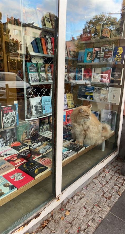 Bookstore And Cat Autumn Fall Bookstore Cats Cat City Cat Summer