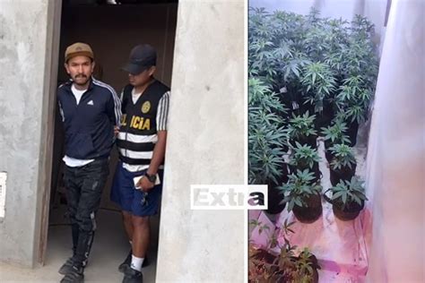 Callao Ten A En Su Casa Un Laboratorio De Cultivo De Marihuana Y As