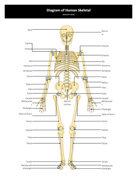 A Labeled Diagram Of The Skeletal System Skeletal System