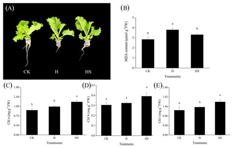 Antioxidants Free Full Text Transcriptome And Metabolome Analysis