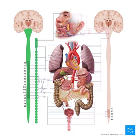 Redada Reino Monografía anatomia humana sistema nervioso Señor Tableta