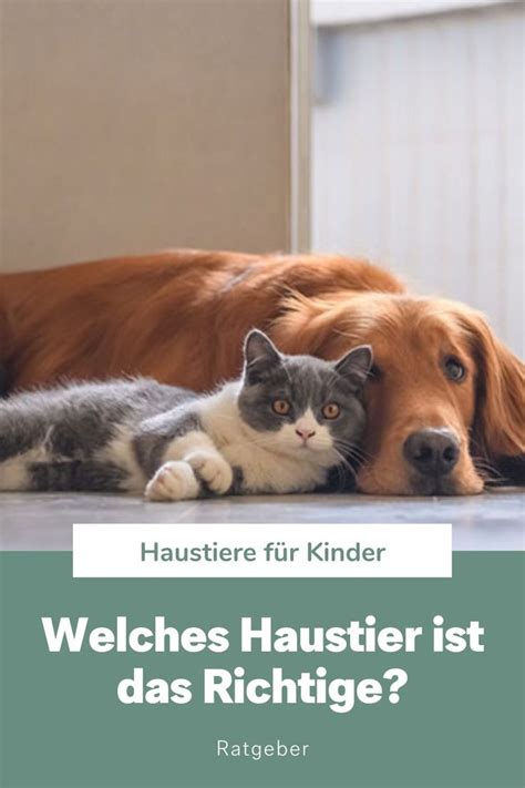 Haustiere für Kinder Welches Haustier für mein Kind