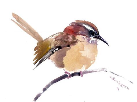 Carolina Wren Watercolour By Suren Nersisyan