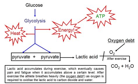 Write A Balanced Symbol Equation For Aerobic Respiration - Tessshebaylo