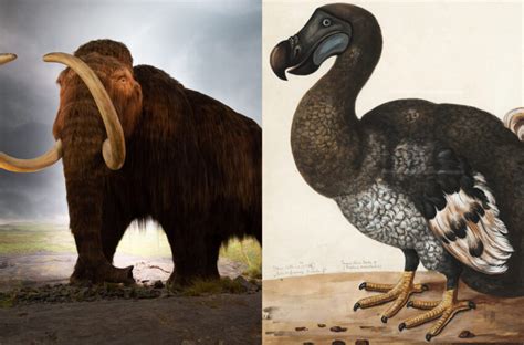 Texas Science Lab Raised Over 225m To Bring Back Woolly Mammoths And