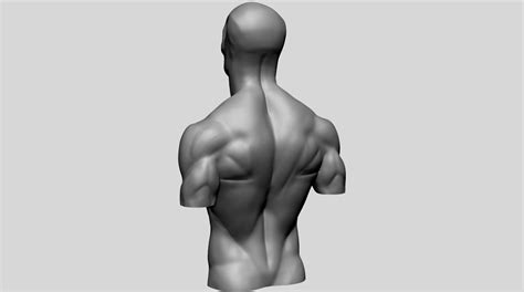 Artstation Male Torso Models For Reference Resources