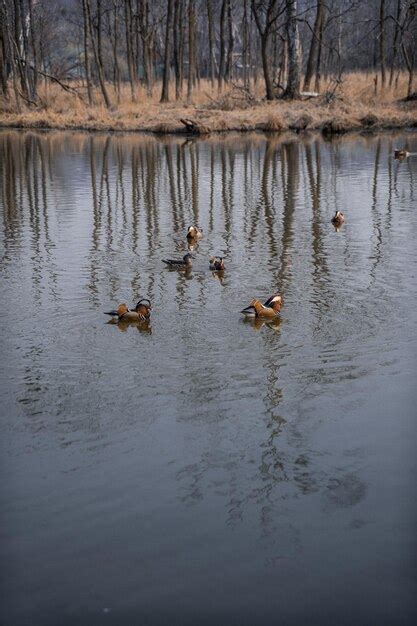 Premium Photo | Mandarin ducks swimming on the lake