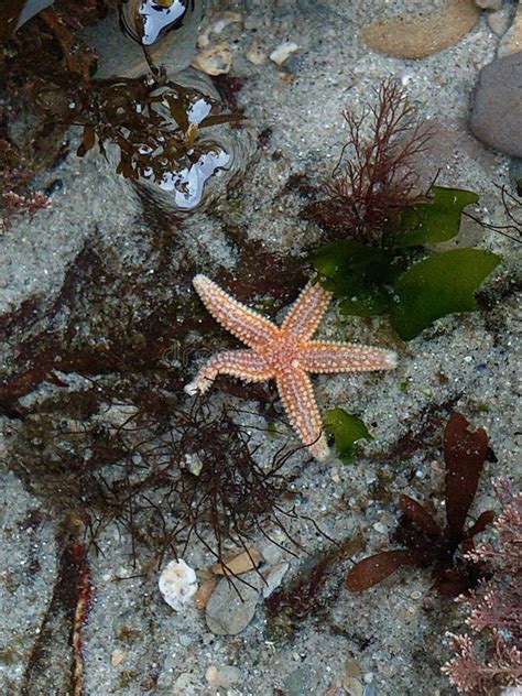 Close Up Of A Starfish In A Rock Pool On The Cornish Coast Stock Image