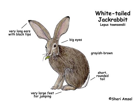 Jackrabbit (White-tailed)