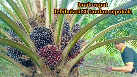 Panen Sawit Berbuah Lebat Buah Lebih Dari Tandan Per Pokok Youtube