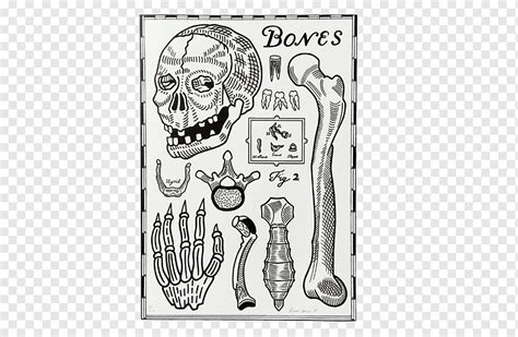 Homo Sapiens Visual Arts Human Behavior Sketch Bones Prints White