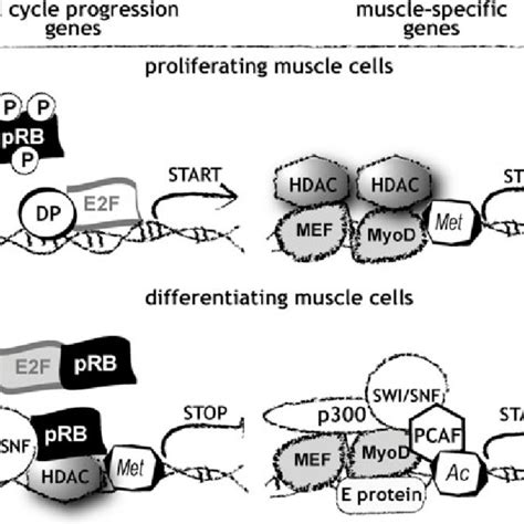 Inhibition Of Myod In Proliferating Myogenic Cells In Proliferating