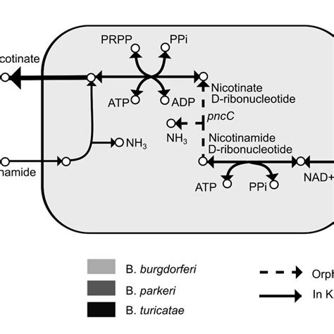 Refined Nicotinate And Nicotinamide Metabolism Solid Links Are