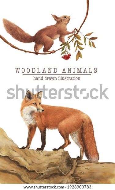 Hand Drawn Scientific Illustration Fox On Stock Illustration