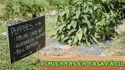 Como Plantar Pimientos En Macetas En Casa Paso A Paso Youtube