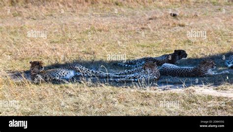 group of cheetahs in the savannah Stock Photo - Alamy