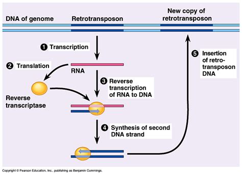 Retrotransposons: retrovirus-like genetic elements that jump from place ...