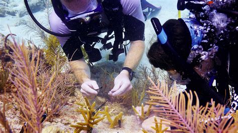 Scientists Catch Up On The Sex Life Of Coral To Help Reefs Survive Npr