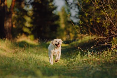 Perrito Del Labrador Retriever En La Yarda En El Bosque Foto De Archivo