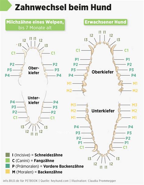 Das Hundegebiss Struktur Pflege Und Zahnwechsel Petbook
