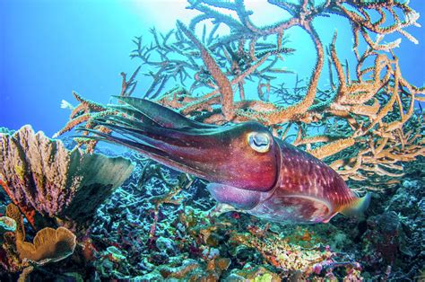 Broadclub Cuttlefish Over Coral Reef Papua New Guinea Photograph By