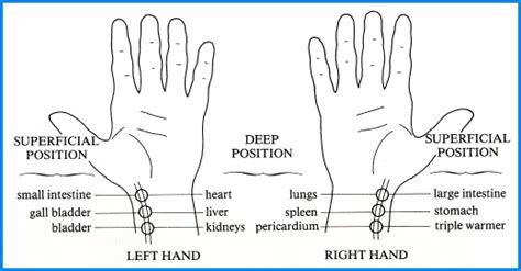 Tcm Pulse Diagnosis